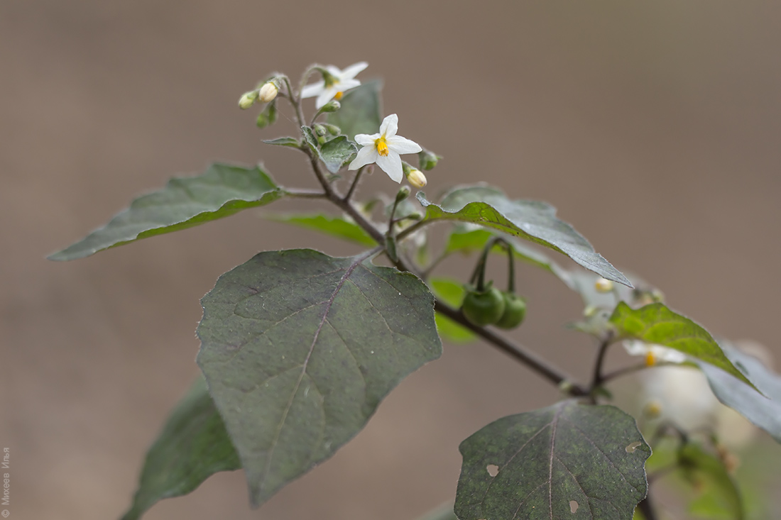 Изображение особи Solanum nigrum.