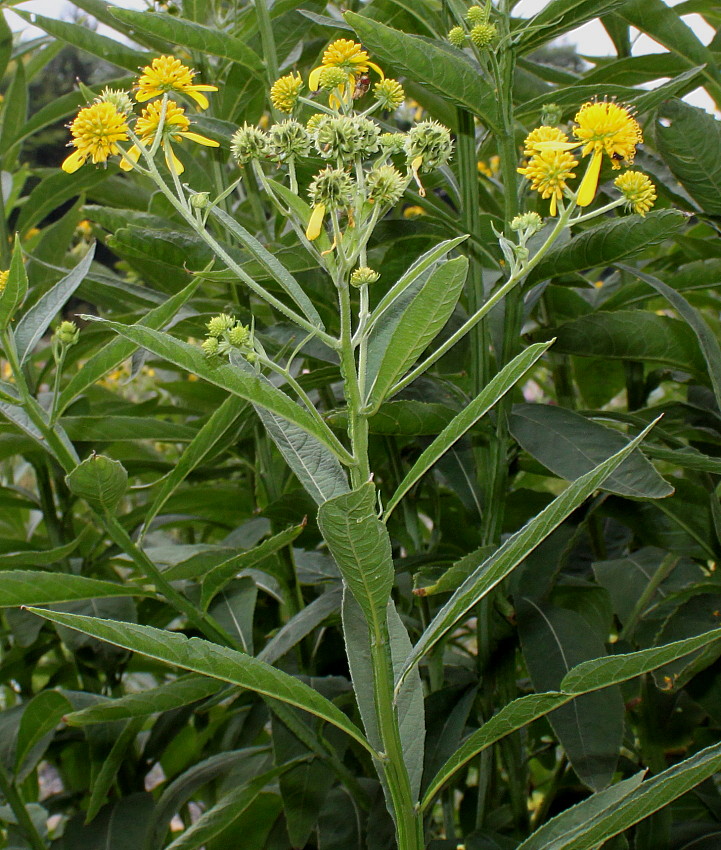 Image of Verbesina alternifolia specimen.