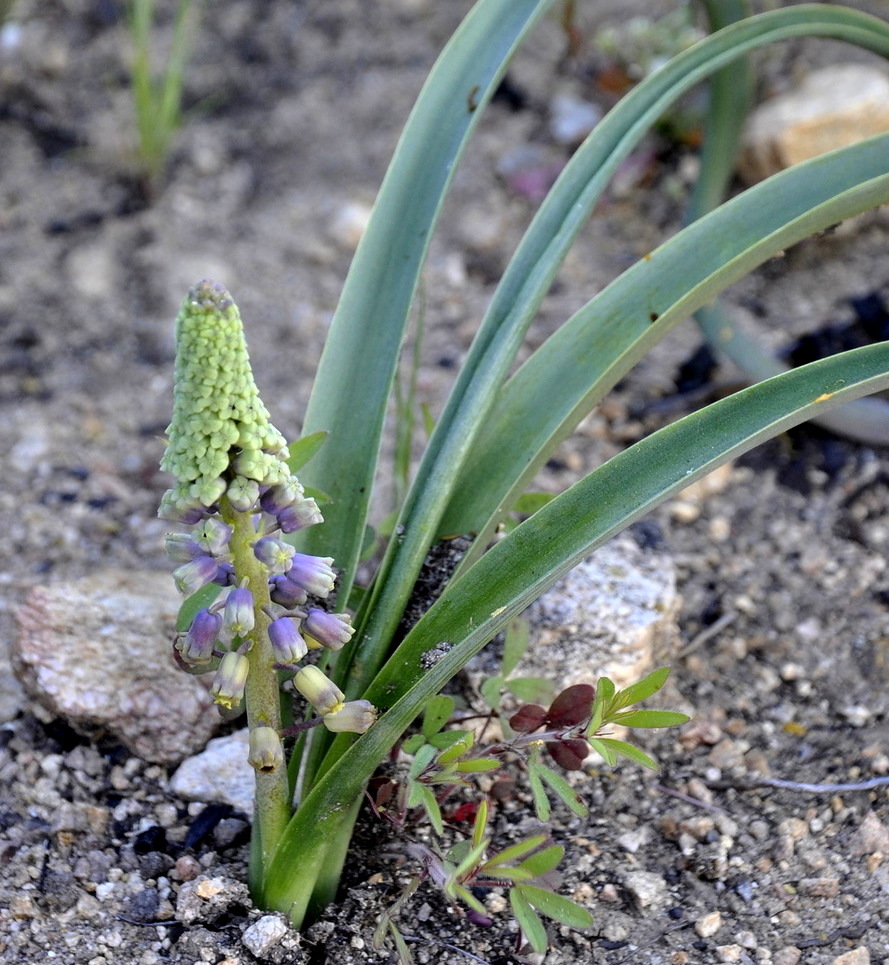 Image of Leopoldia comosa specimen.