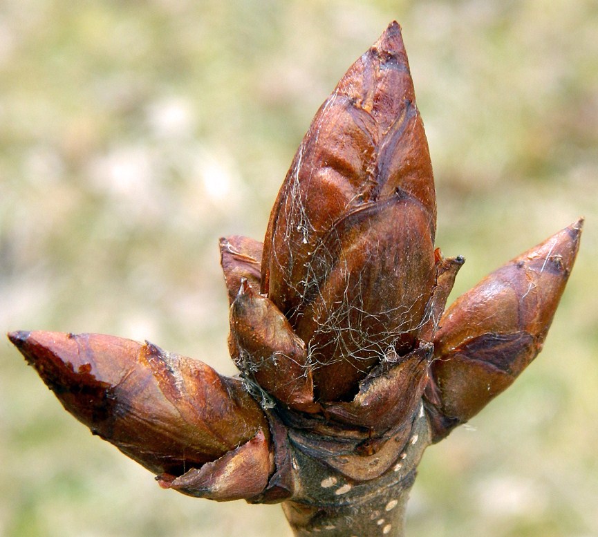 Image of Aesculus hippocastanum specimen.