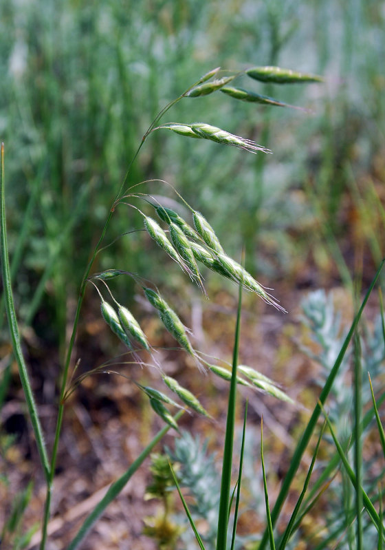 Image of Bromus wolgensis specimen.