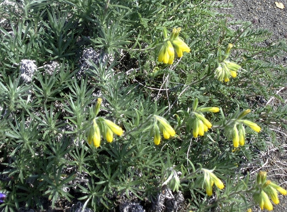 Image of Onosma polyphylla specimen.