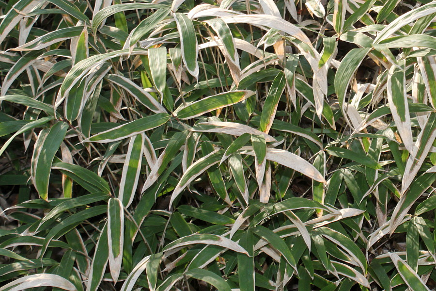 Image of Arundinaria disticha specimen.