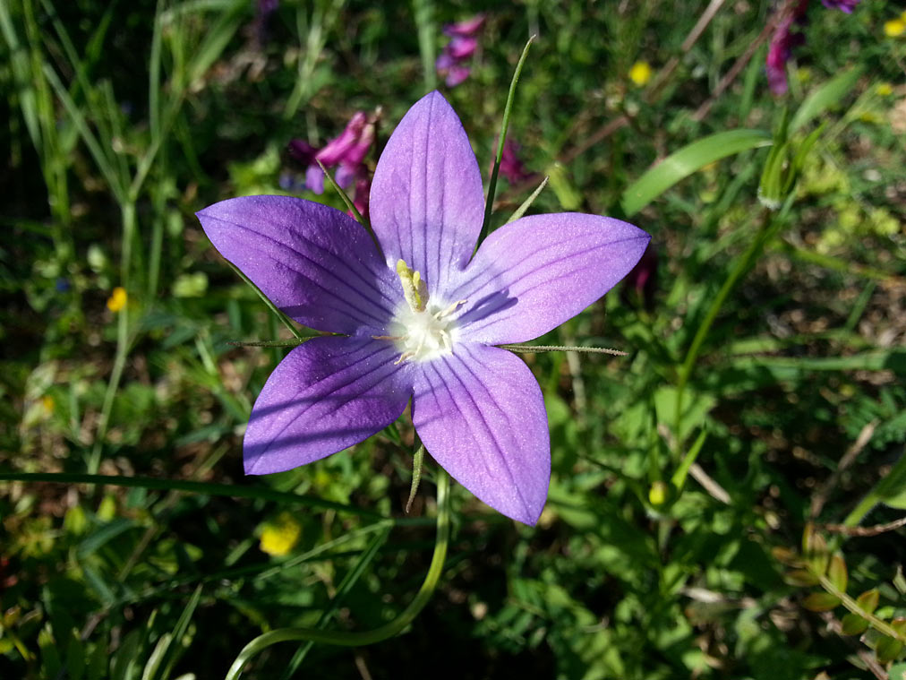 Image of genus Campanula specimen.