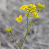 Rorippa wolgensis. Верхушка побега с соцветием. Казахстан, Атырауская обл., кряж Аккерегешин 46 км NO пос. Кульсары. 04.05.2014.