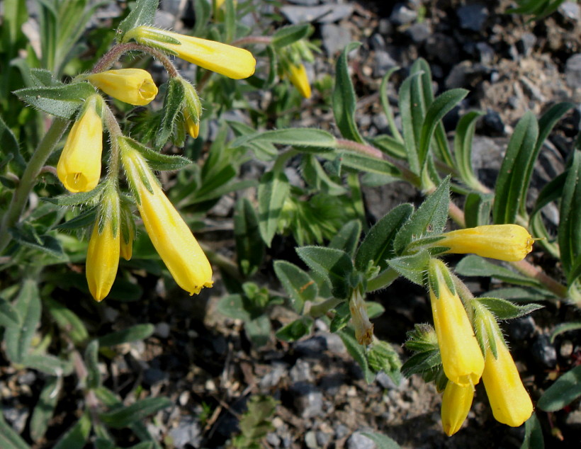 Image of genus Onosma specimen.