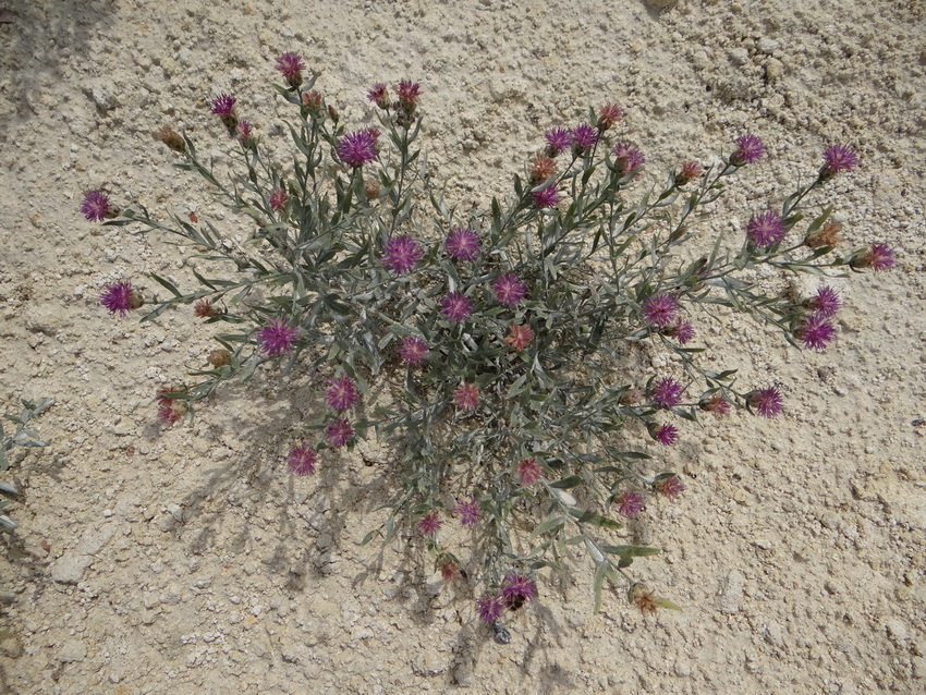 Image of Acroptilon repens specimen.