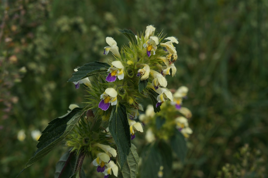 Image of Galeopsis speciosa specimen.