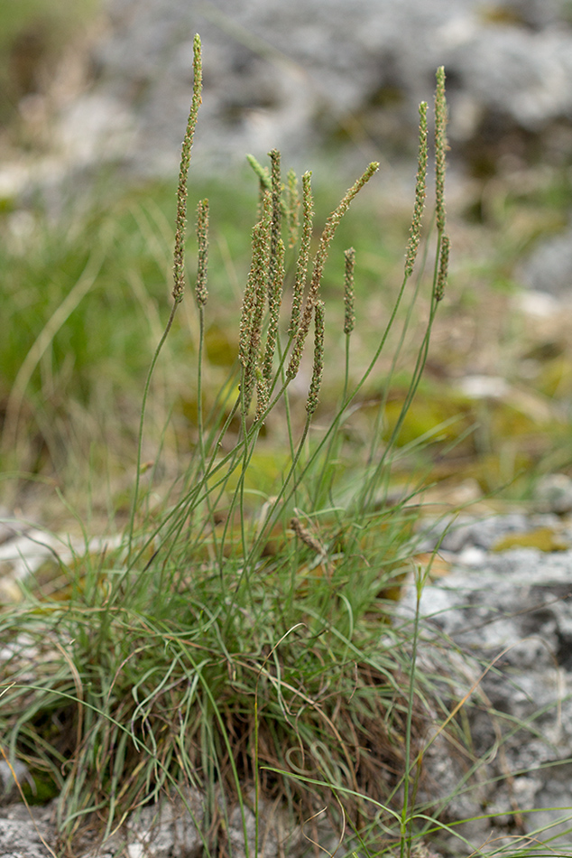 Изображение особи Plantago subulata.