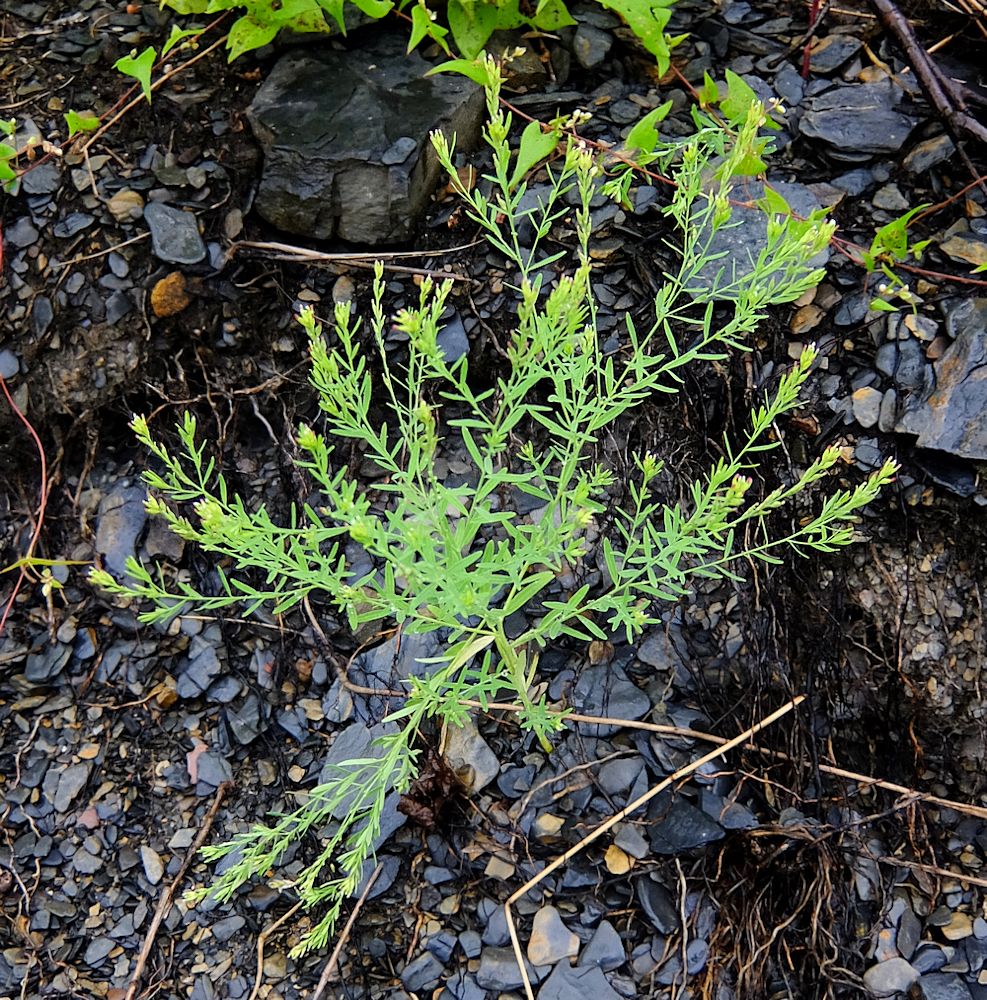 Image of Diarthron linifolium specimen.