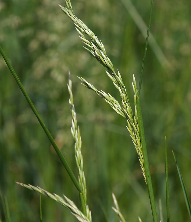 Изображение особи Festuca arundinacea.