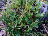 Sibbaldia procumbens. Плодоносящее растение в траве на сыром северном склоне. Кольский полуостров, Восточный Мурман, горный массив в куту губы Порчниха. 23.08.2009.