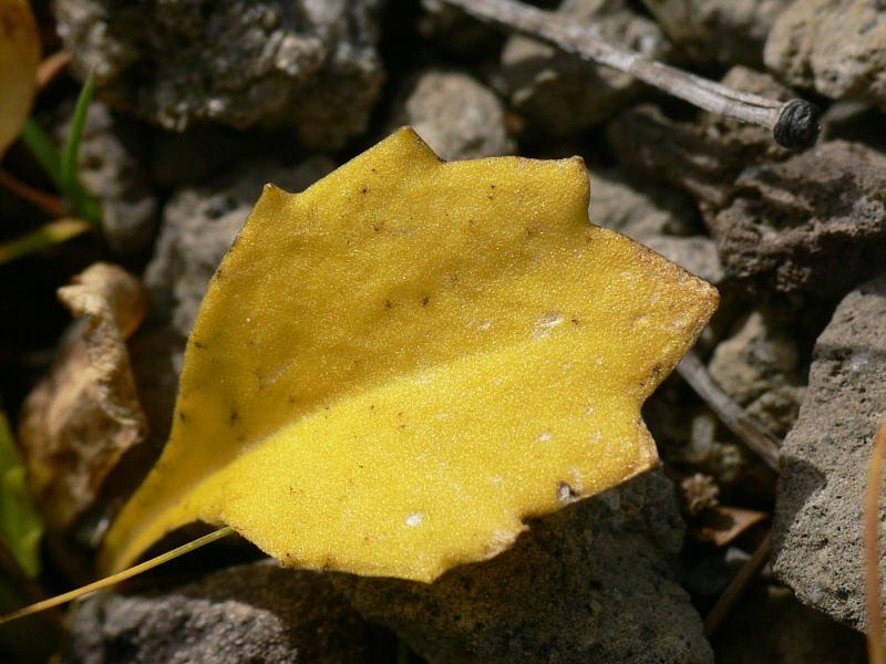 Image of Primula cuneifolia specimen.