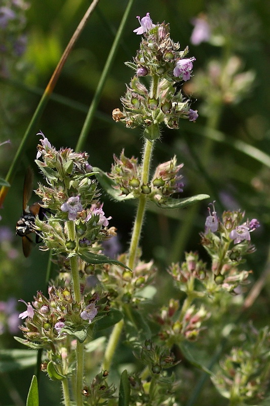 Image of Thymus marschallianus specimen.