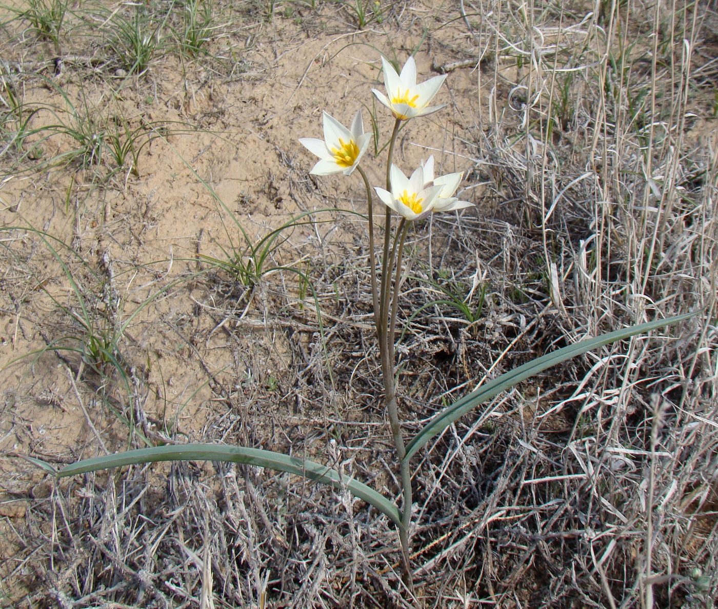 Image of Tulipa buhseana specimen.