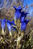 Gentiana decumbens