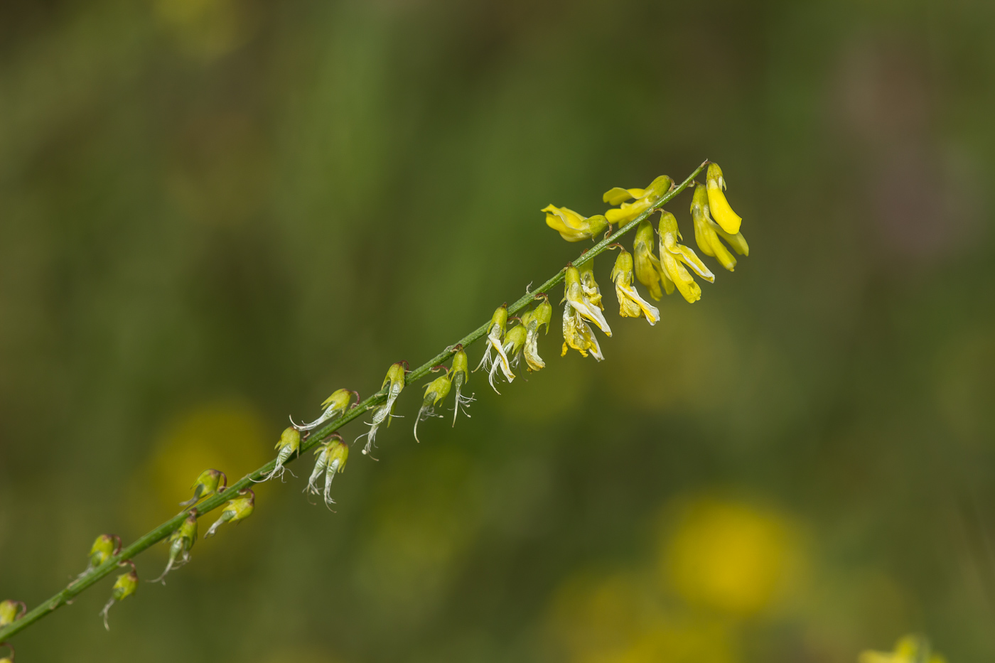 Image of Melilotus officinalis specimen.