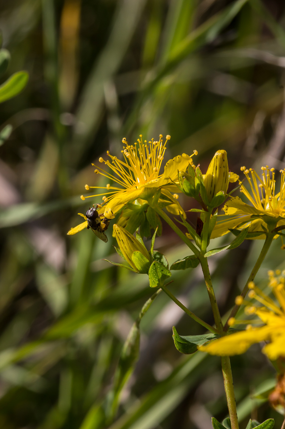 Изображение особи Hypericum perforatum.