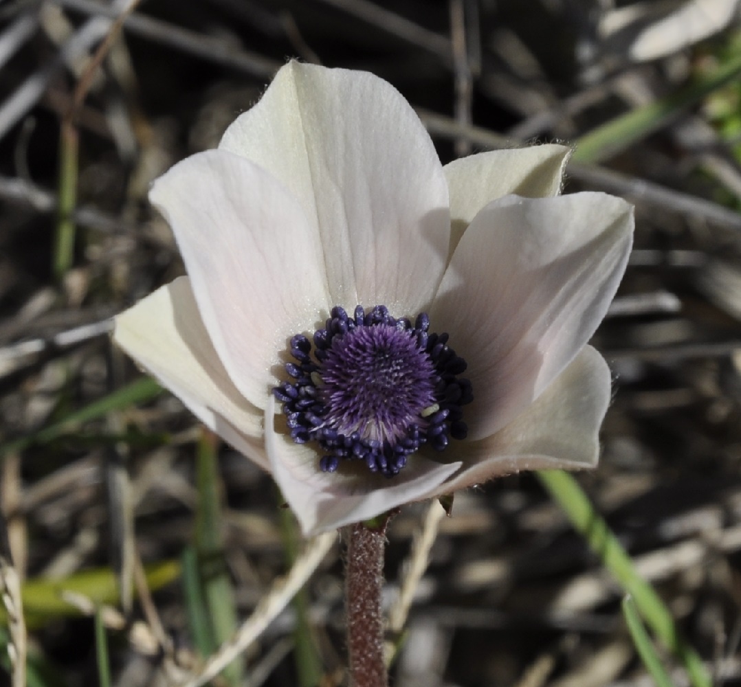 Изображение особи Anemone coronaria.