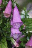 Digitalis purpurea