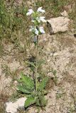 Phlomoides labiosa