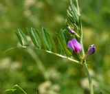 Vicia angustifolia. Побег с цветком и бутонами. Кыргызстан, Нарынская обл., левый берег р. Нарын, окр. с. Алыш, вдоль дороги. 08.07.2015.