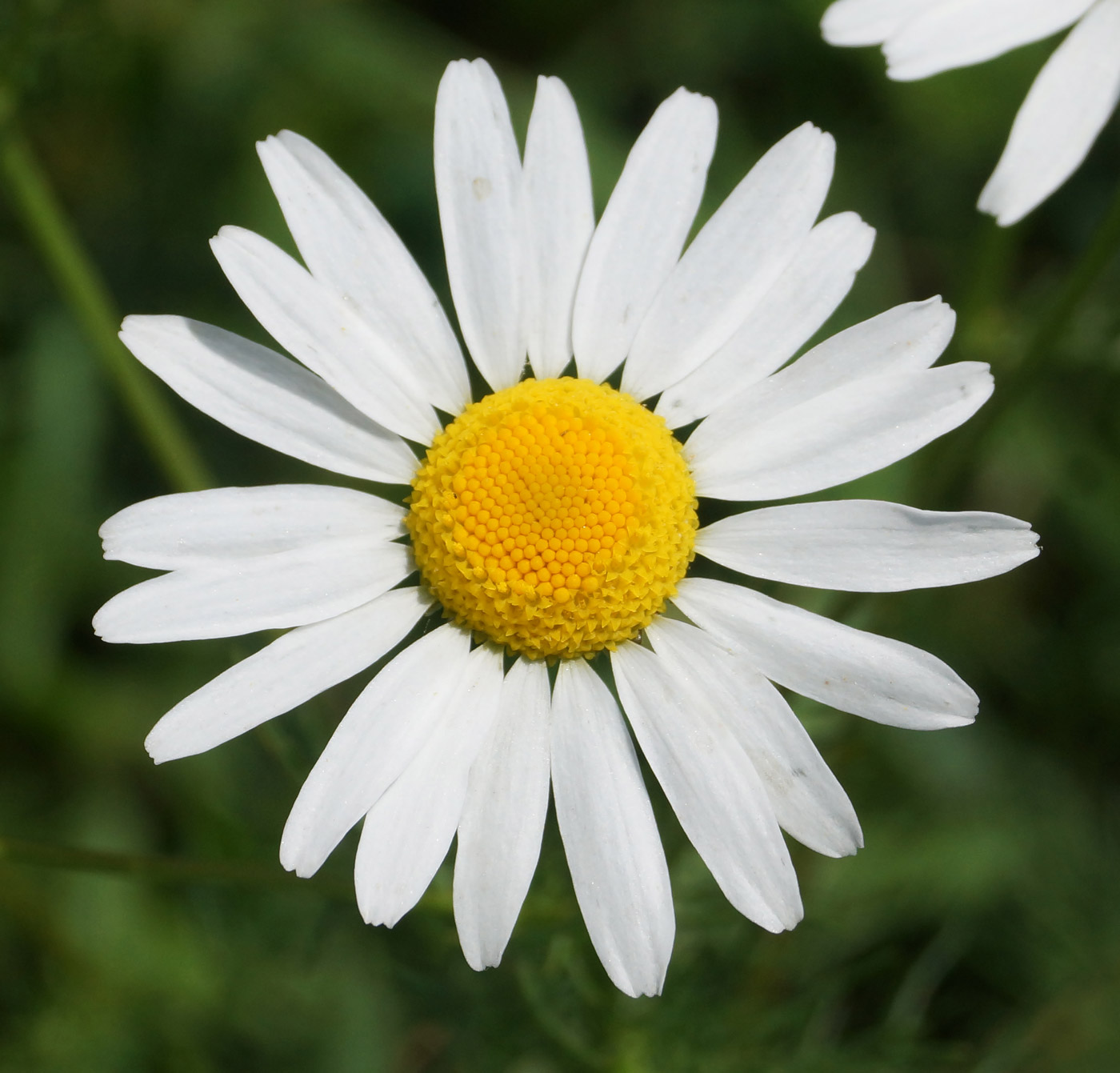 Image of Tripleurospermum inodorum specimen.