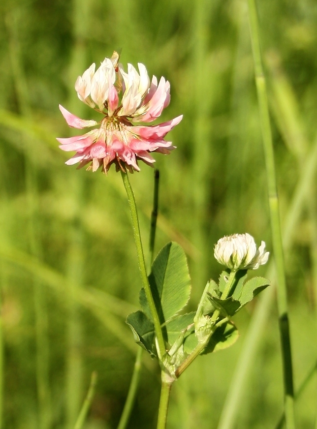 Изображение особи Trifolium hybridum.