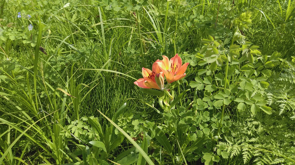 Image of Lilium pensylvanicum specimen.