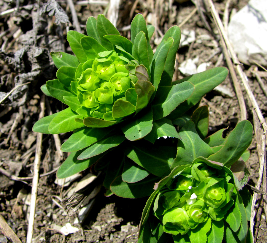 Изображение особи Euphorbia condylocarpa.