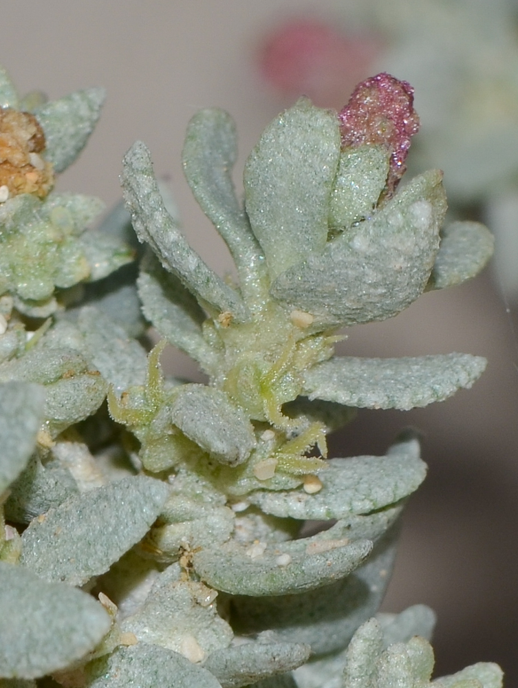 Изображение особи Atriplex glauca.