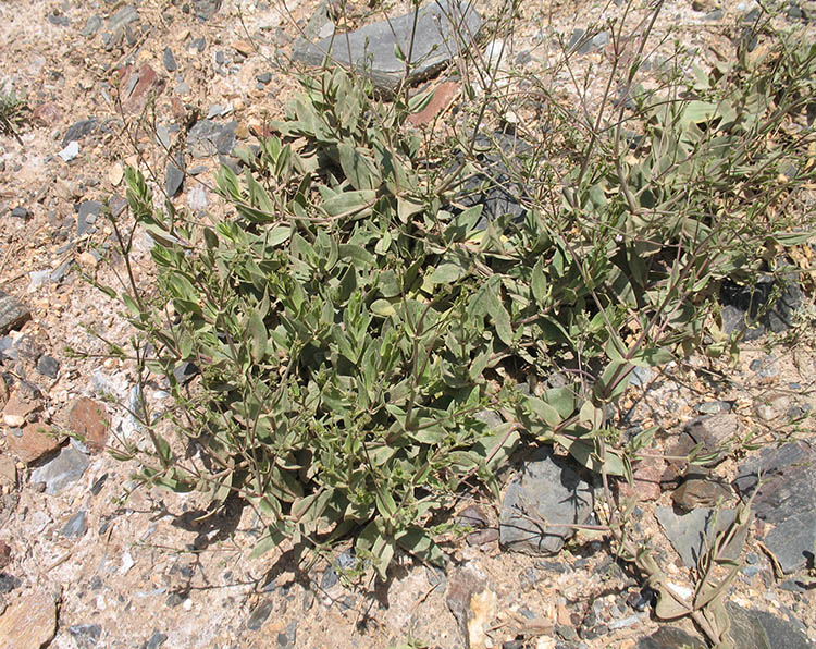 Изображение особи Gypsophila perfoliata.