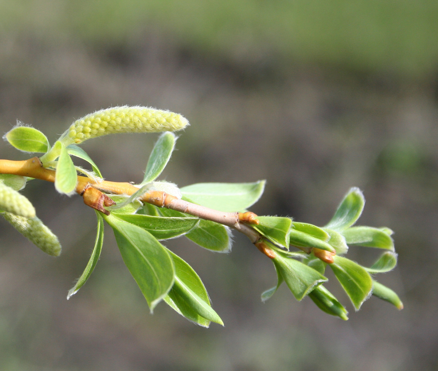 Image of genus Salix specimen.