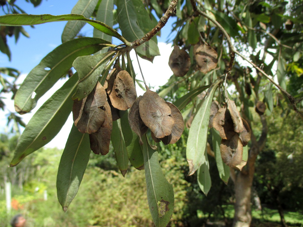 Image of Terminalia sericea specimen.