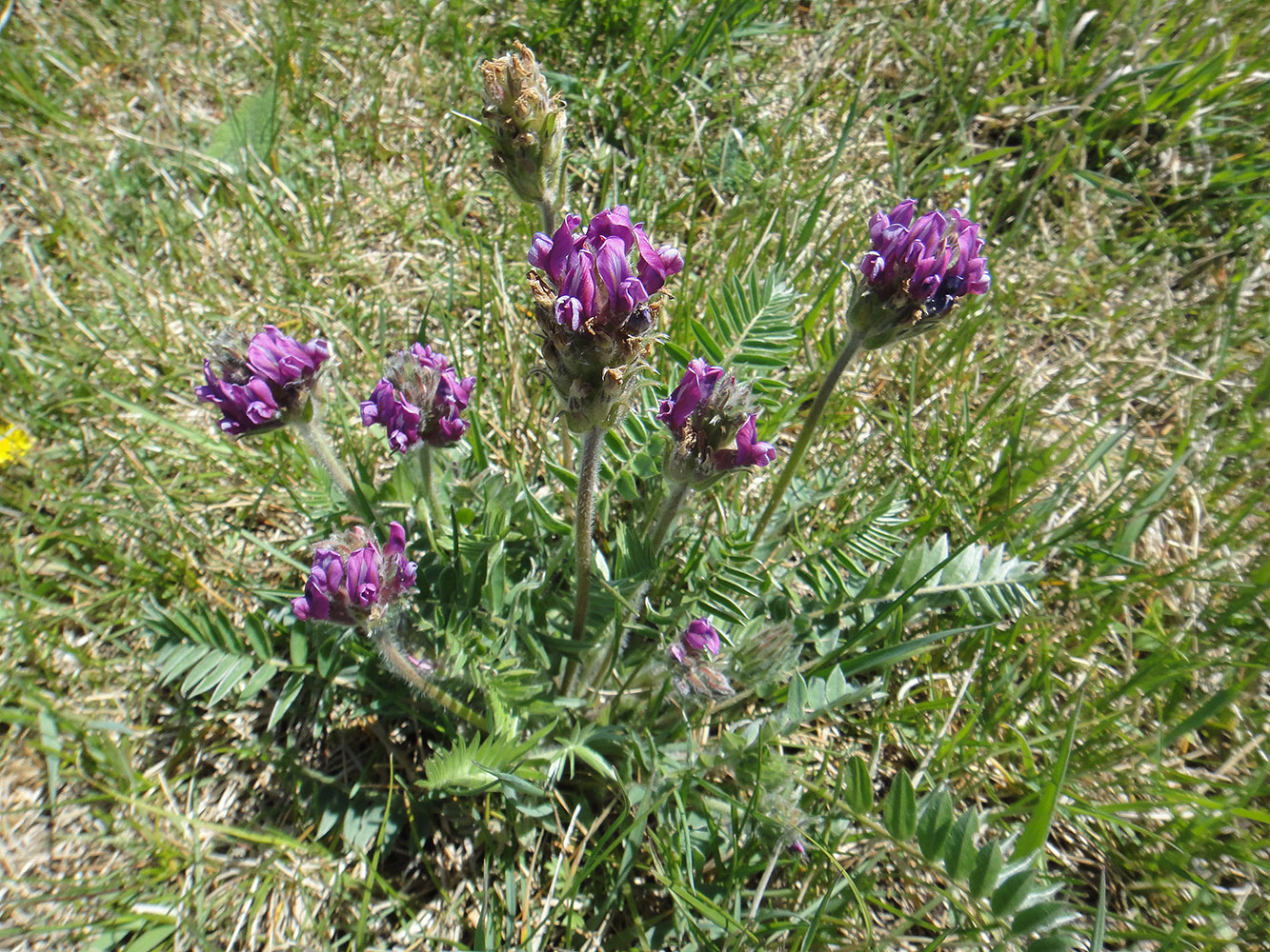 Image of Oxytropis strobilacea specimen.