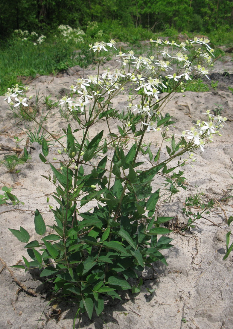 Image of Clematis recta specimen.