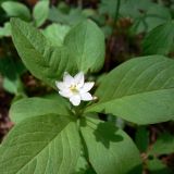 Trientalis europaea