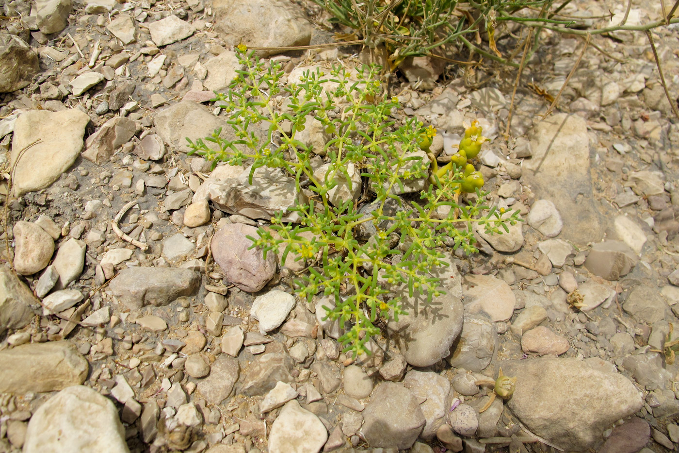 Image of Tetraena simplex specimen.