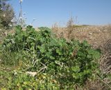 Malva parviflora