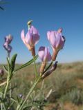 Astragalus brachypus. Побег с цветками. Казахстан, Южное Прибалхашье, южная кромка пустыни Таукум. 20 мая 2016 г.