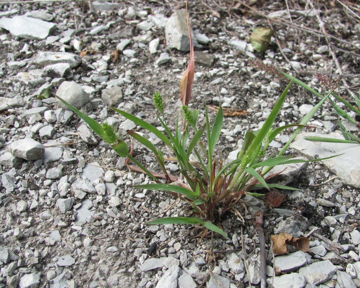 Image of Setaria viridis specimen.