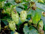 Humulus lupulus