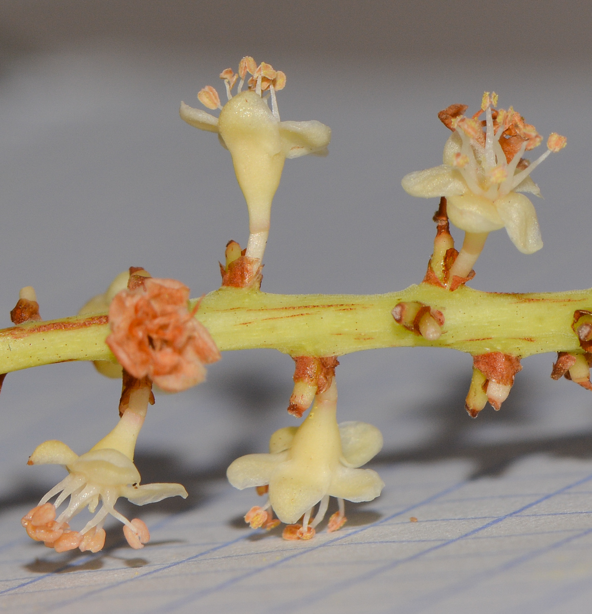 Image of Coccoloba uvifera specimen.