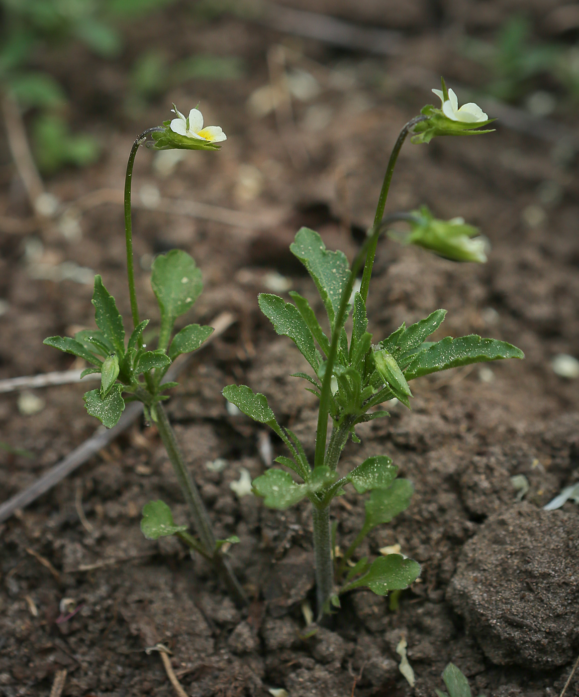 Image of Viola arvensis specimen.