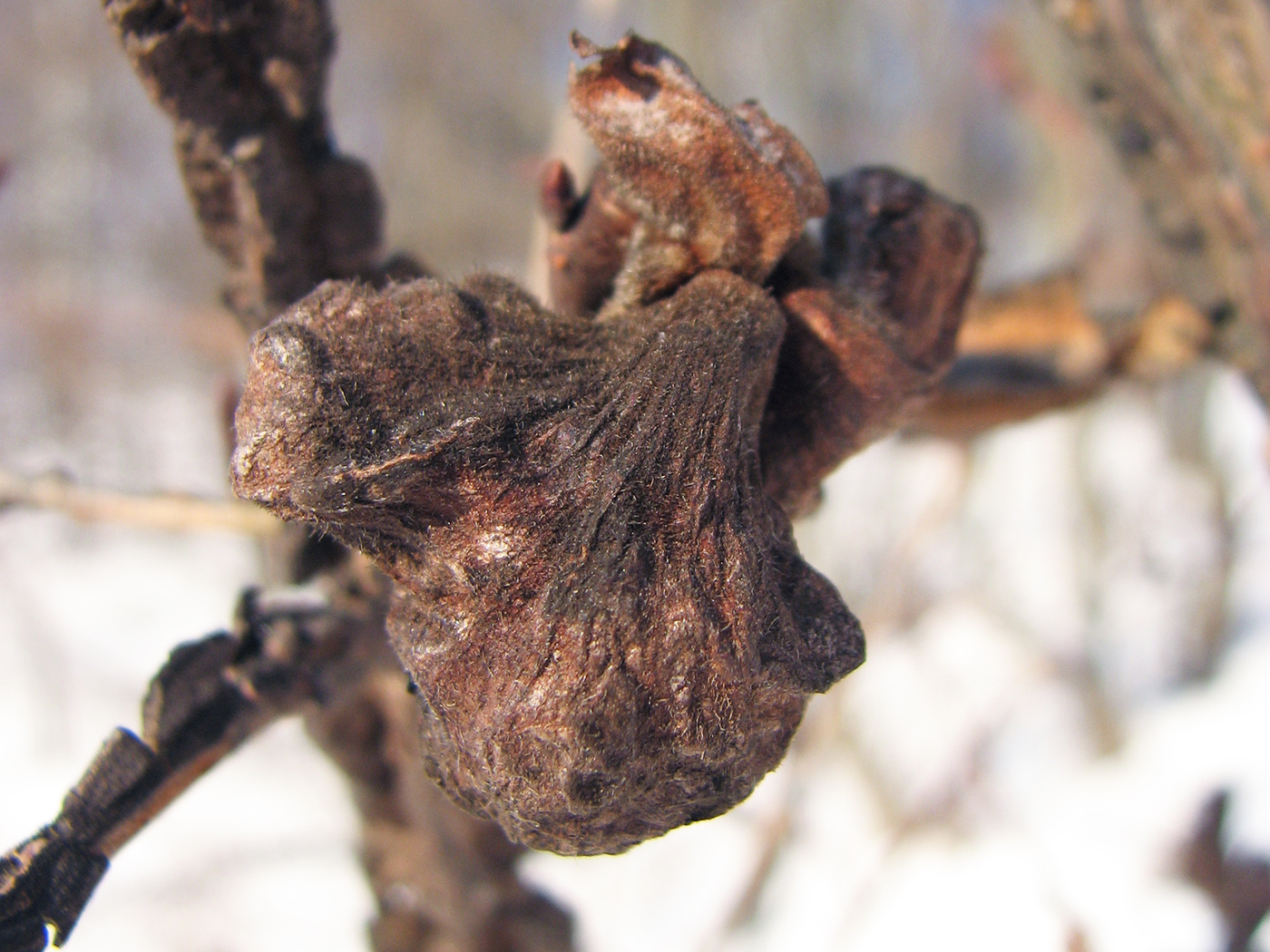 Image of Ulmus minor specimen.