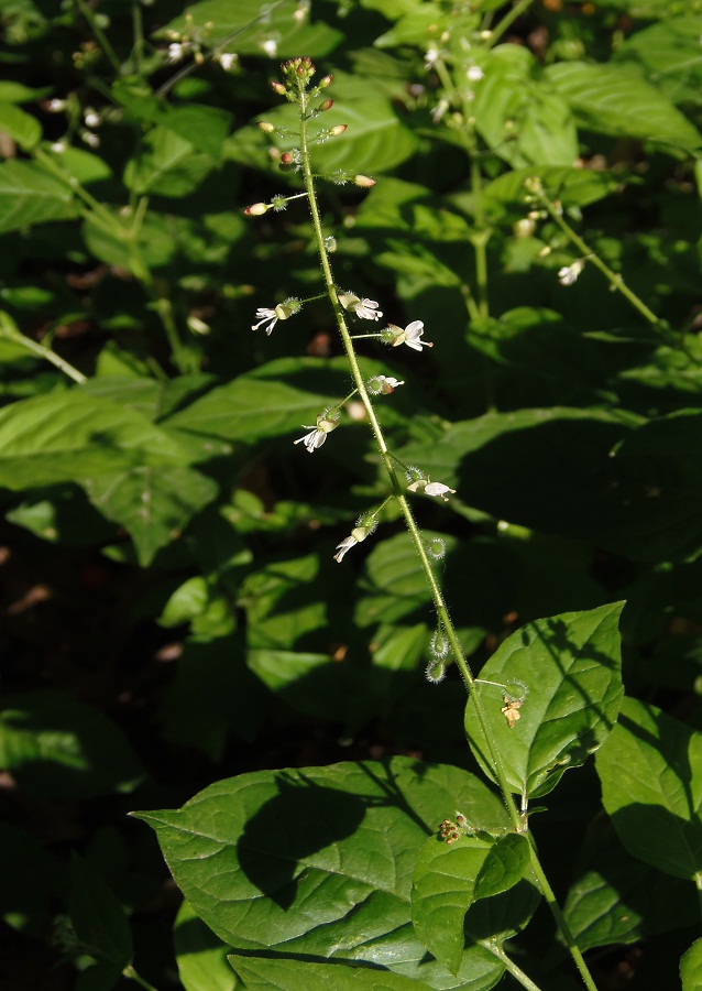 Изображение особи Circaea lutetiana.