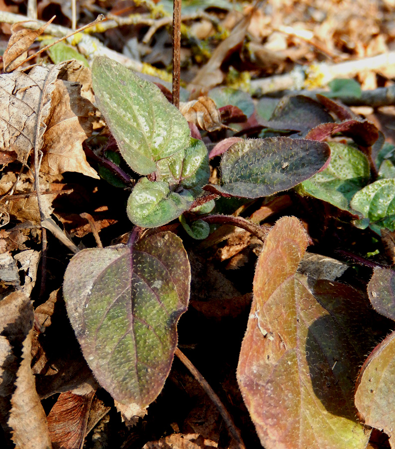 Изображение особи Prunella vulgaris.