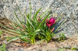Tulipa humilis. Цветущие растения. Украина, Киевская обл., г. Киев, ботанический сад. 07.04.2016.