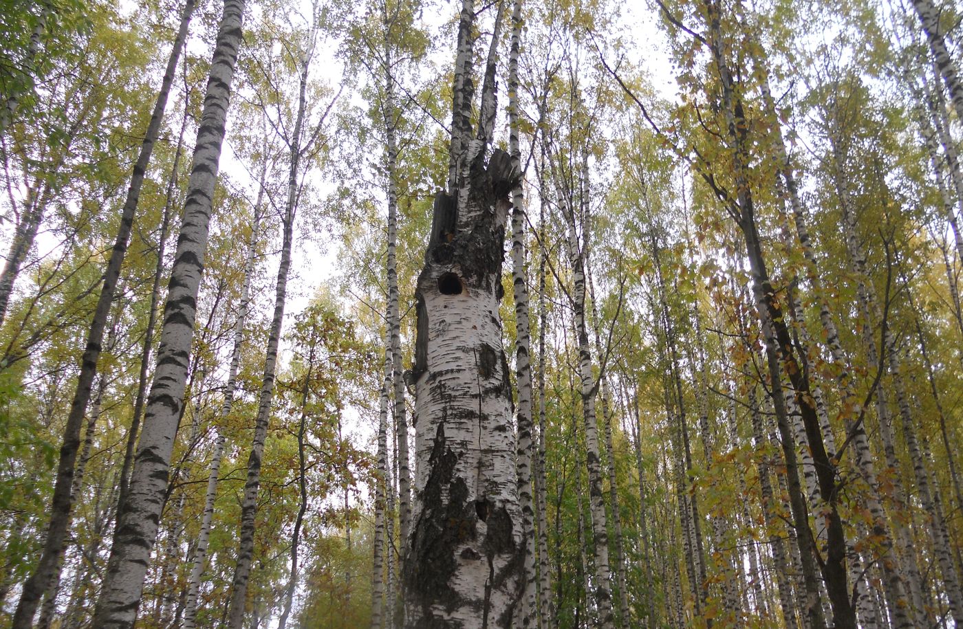 Image of Betula pendula specimen.