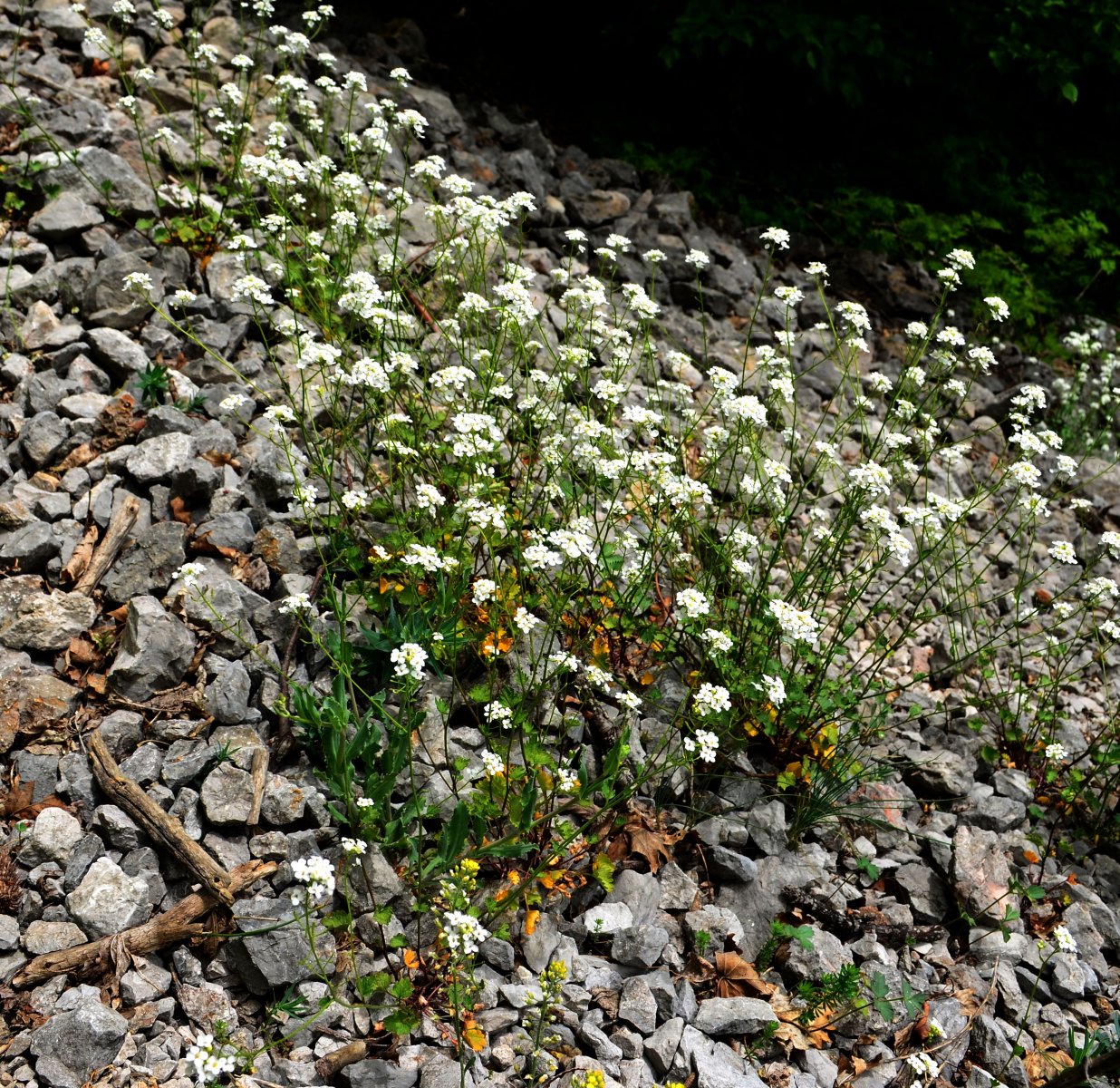 Image of Sobolewskia sibirica specimen.